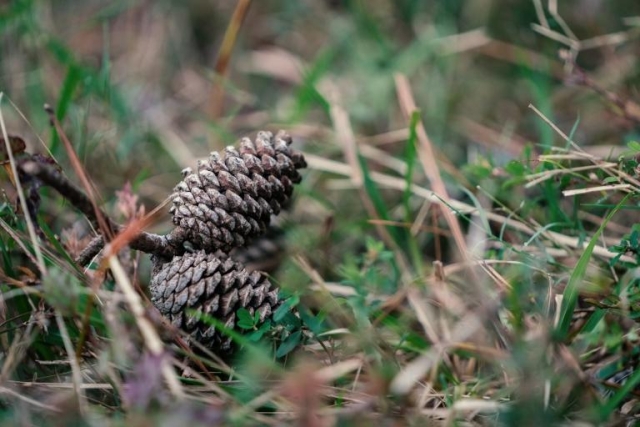 pine cone